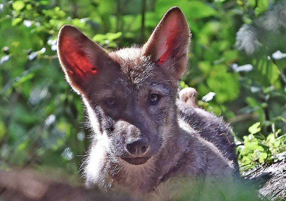 Ein schwarzer Tag für den Wolf in der Schweiz…